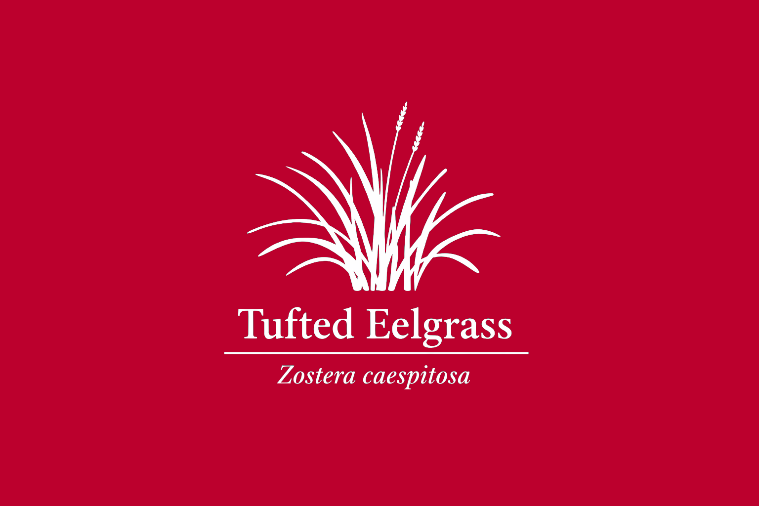 11年後のレッドリスト｜スゲアマモ：眠るように、変わらぬ海を見つめていた【IUCNレッドリスト比較】