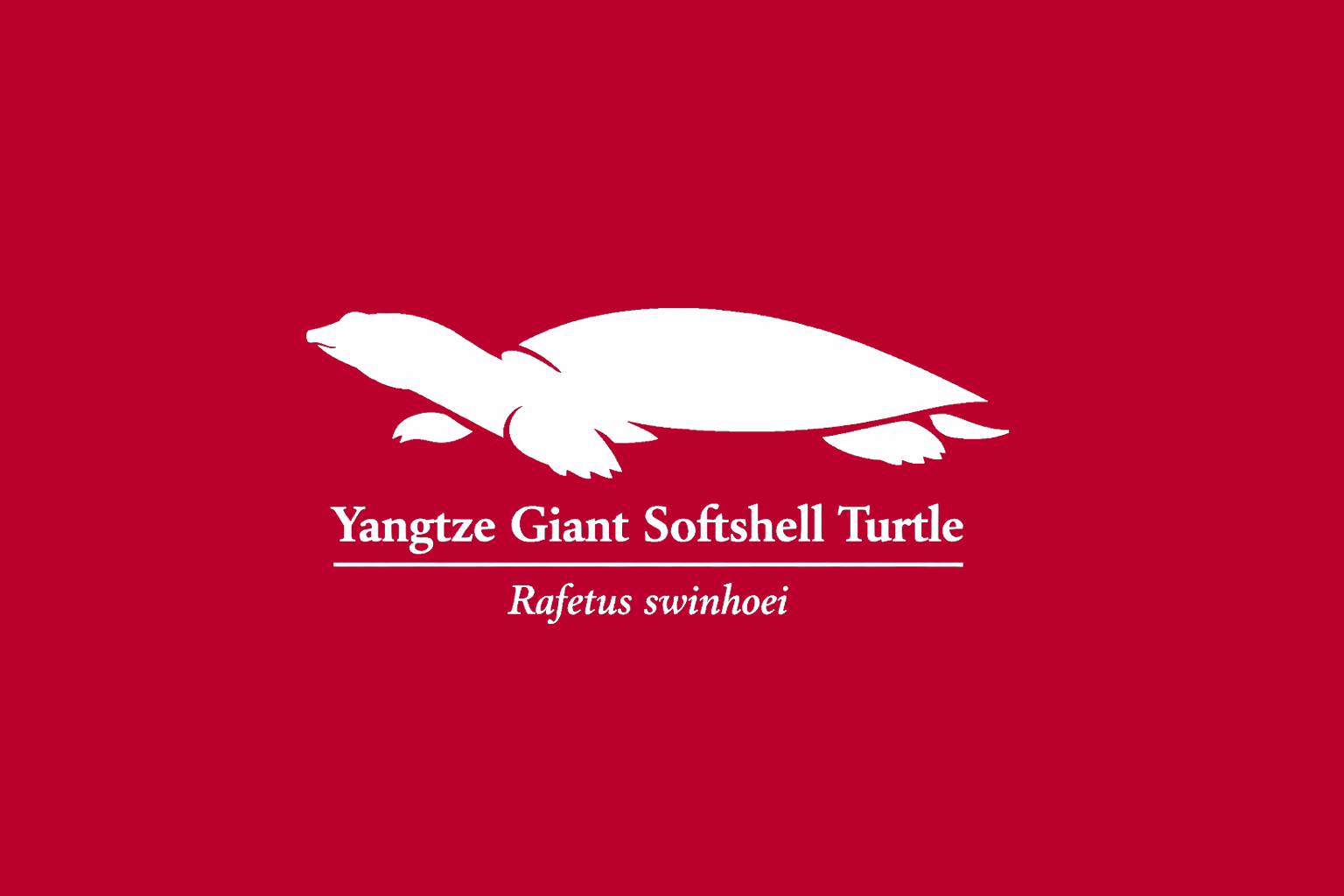 11年後のレッドリスト｜シャンハイハナスッポン：静かな泥の国で、最後の鼓動を抱きしめていた【IUCNレッドリスト比較】