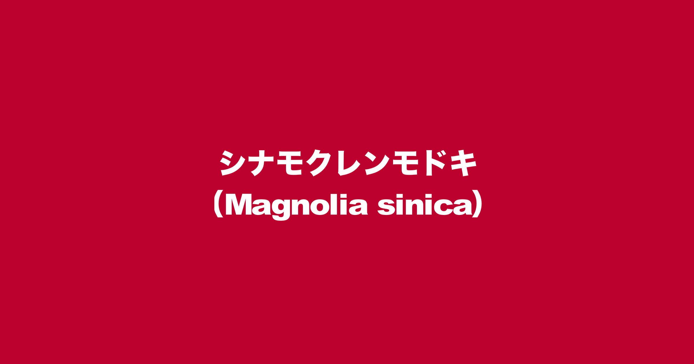 シナモクレンモドキ（Magnolia sinica）