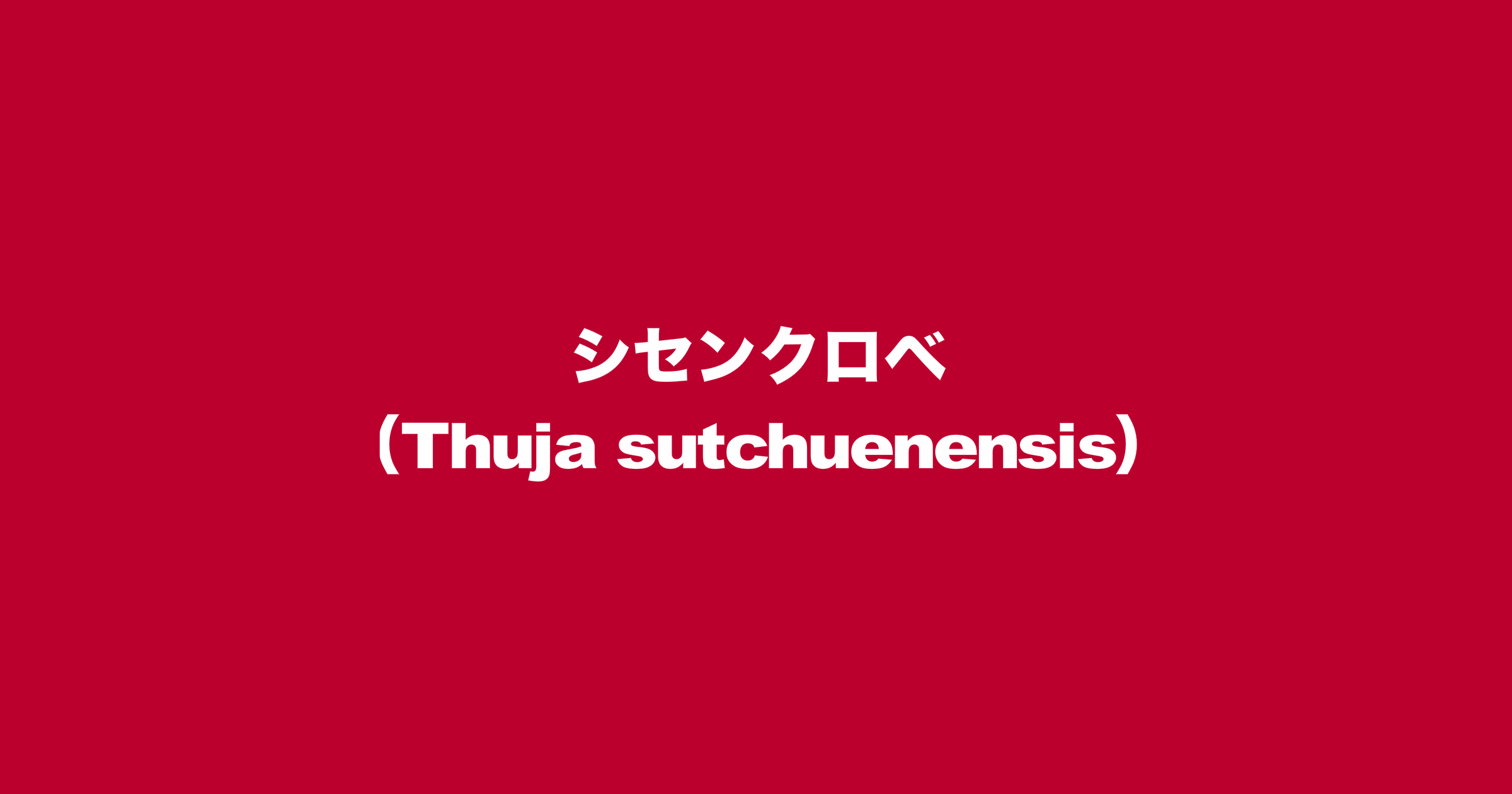 シセンクロベ（Thuja sutchuenensis）