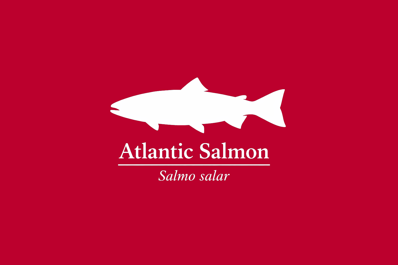 11年後のレッドリスト｜タイセイヨウサケ：豊かな水脈の記憶が、少しずつ遠ざかっていく【IUCNレッドリスト比較】