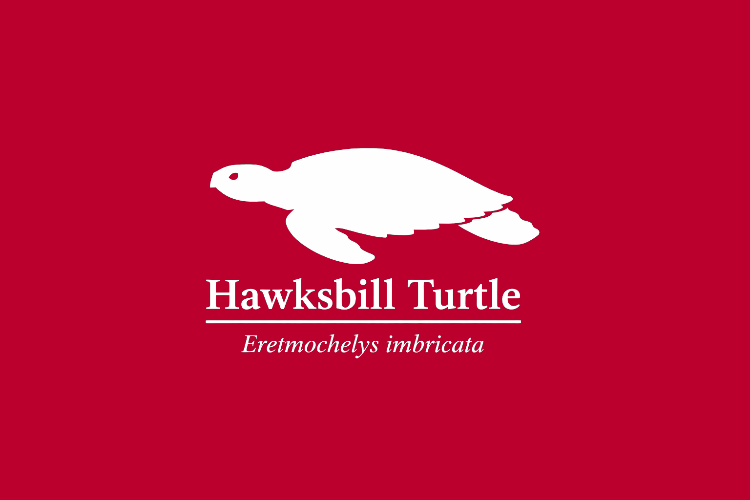 11年後のレッドリスト｜タイマイ：遠い記憶の光が、海の闇の奥でまだ瞬いていた【IUCNレッドリスト比較】