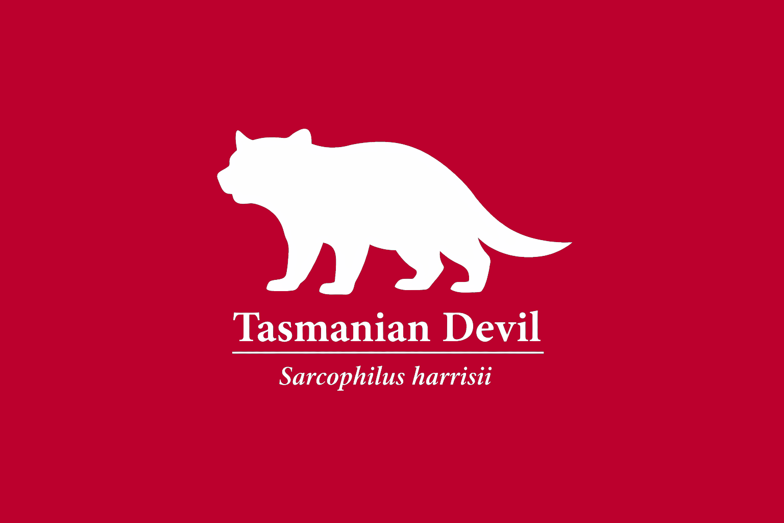 11年後のレッドリスト｜タスマニアデビル：静かな危機の中に、ずっと立ち尽くしたまま【IUCNレッドリスト比較】