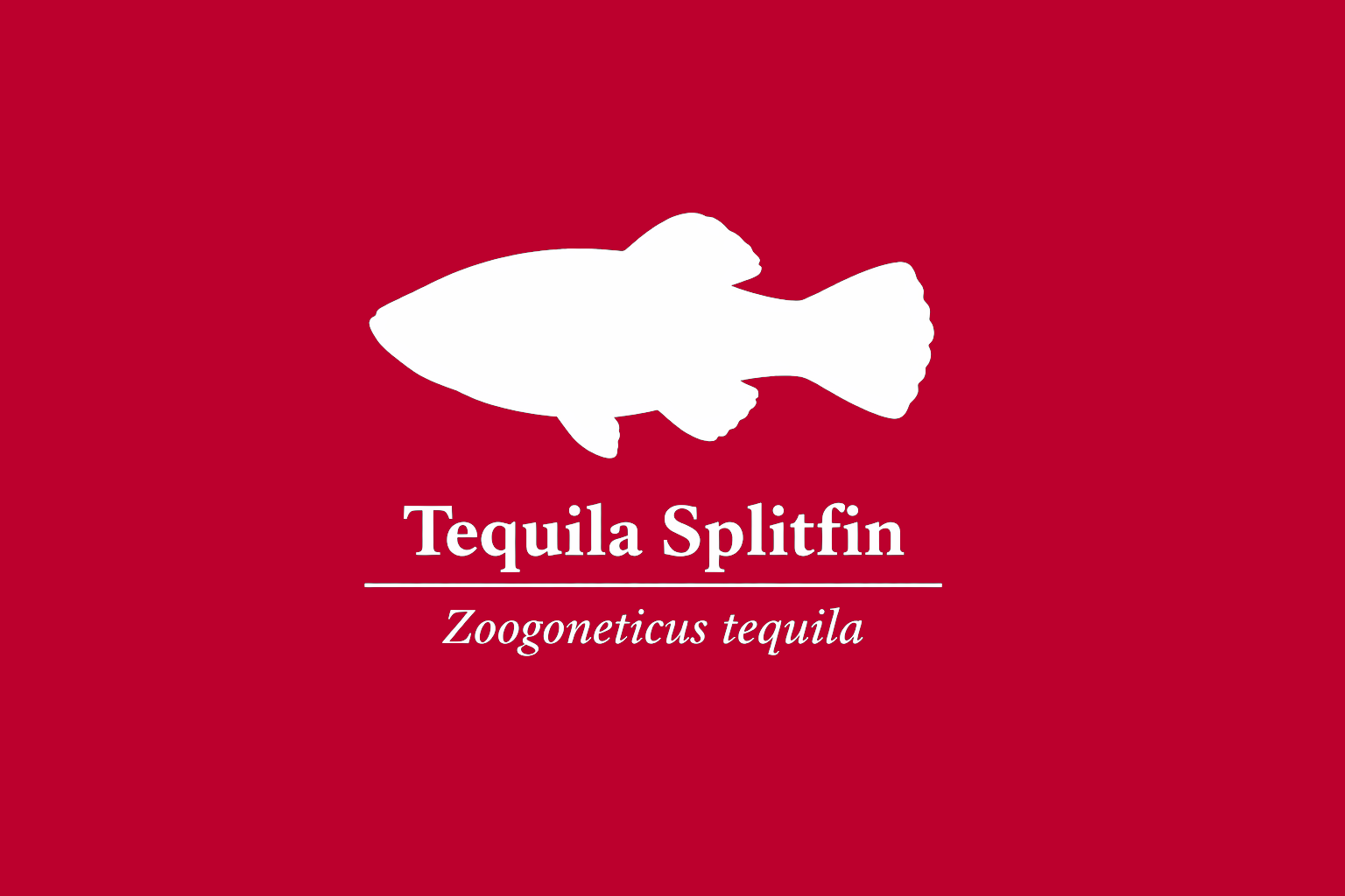 11年後のレッドリスト｜テキーラスプリットフィン：止まった流れに、かすかな命の波が立つ【IUCNレッドリスト比較】