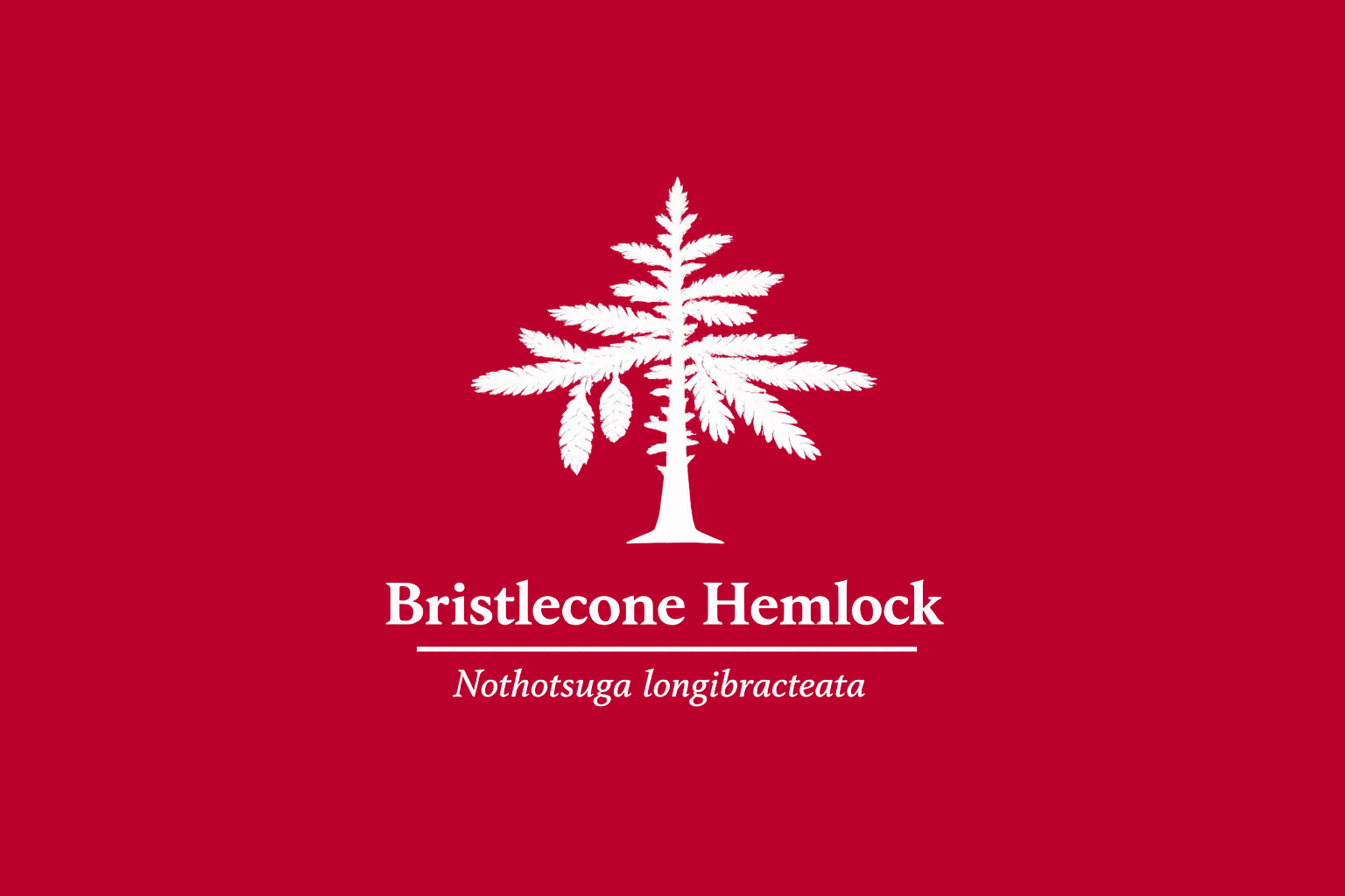 11年後のレッドリスト｜ノトツガ：危機の札が先に揺れ、森があとから沈む【IUCNレッドリスト比較】