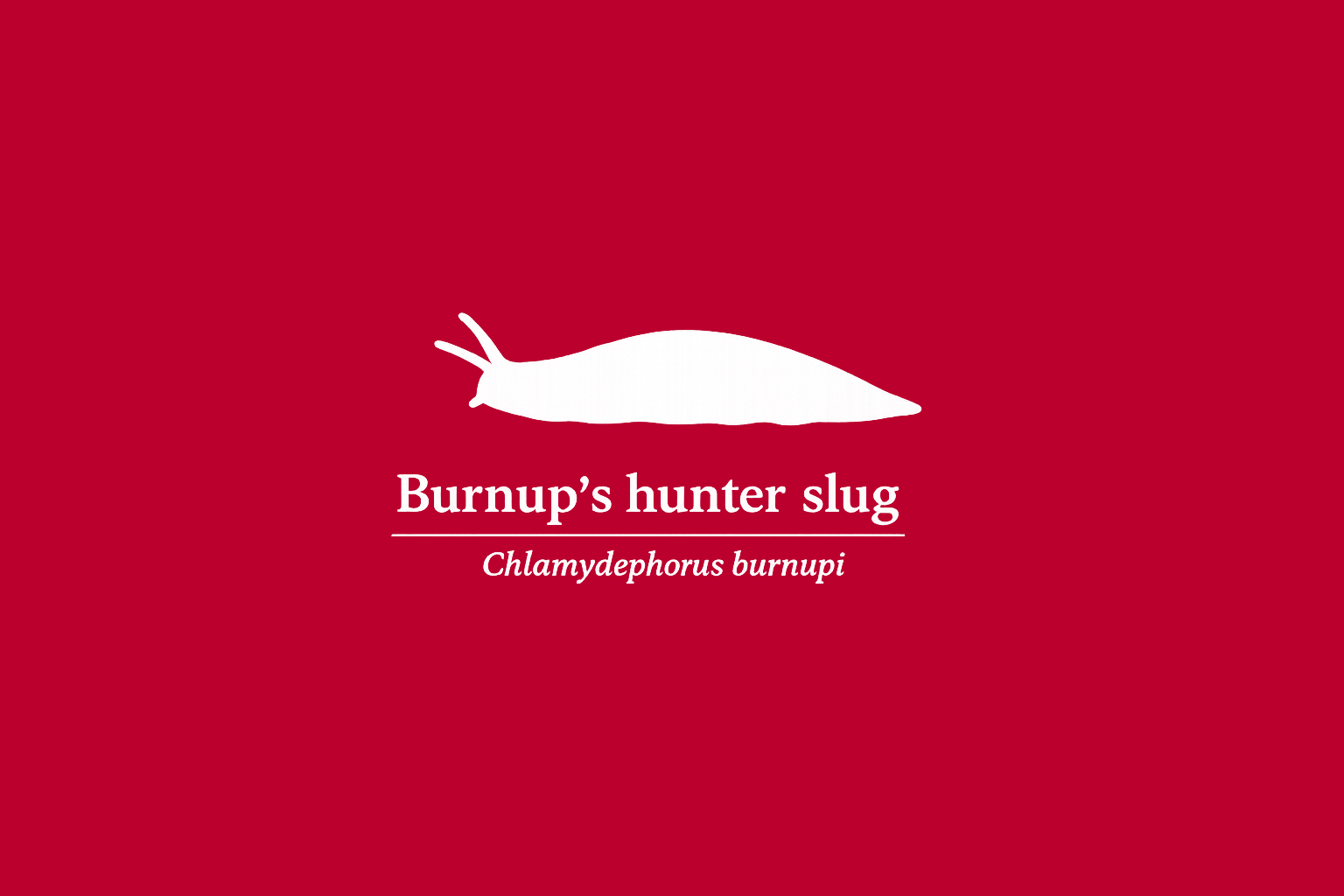 11年後のレッドリスト｜バーナップハンターナメクジ：落ち葉の下で、希望が干からびる【IUCNレッドリスト比較】