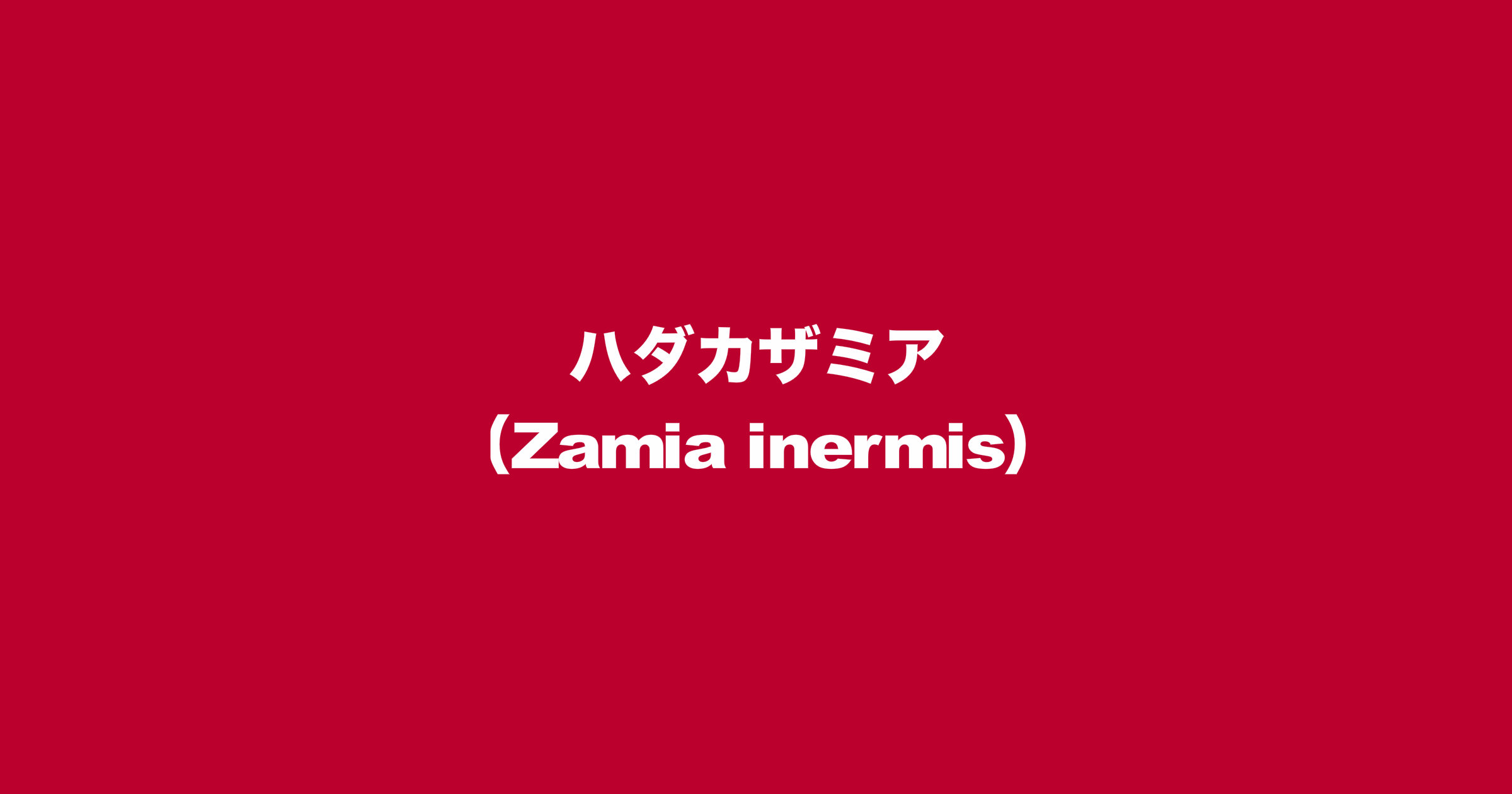 ハダカザミア（学名：Zamia inermis）