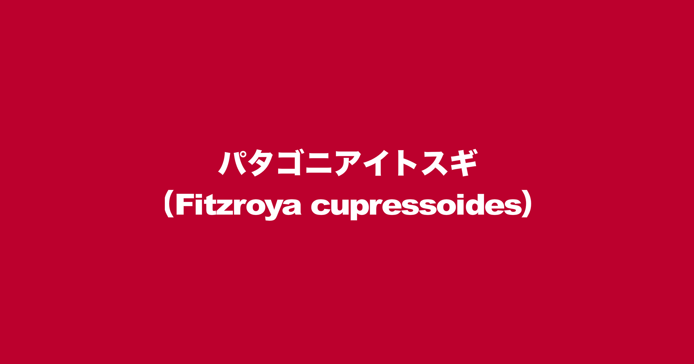 パタゴニアイトスギ（学名：Fitzroya cupressoides）