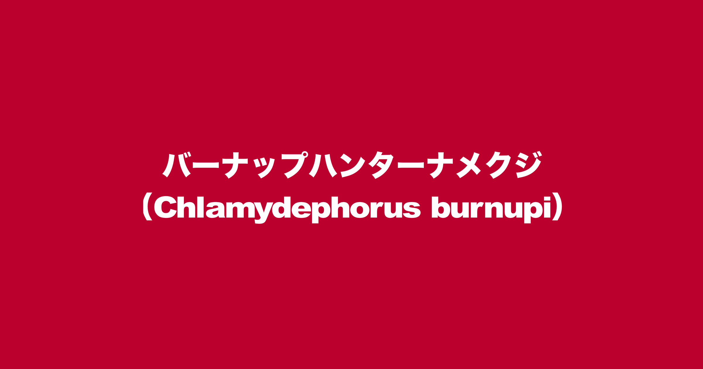 バーナップハンターナメクジ（学名：Chlamydephorus burnupi）