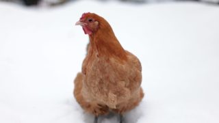 雪国で暮らす名古屋コーチン