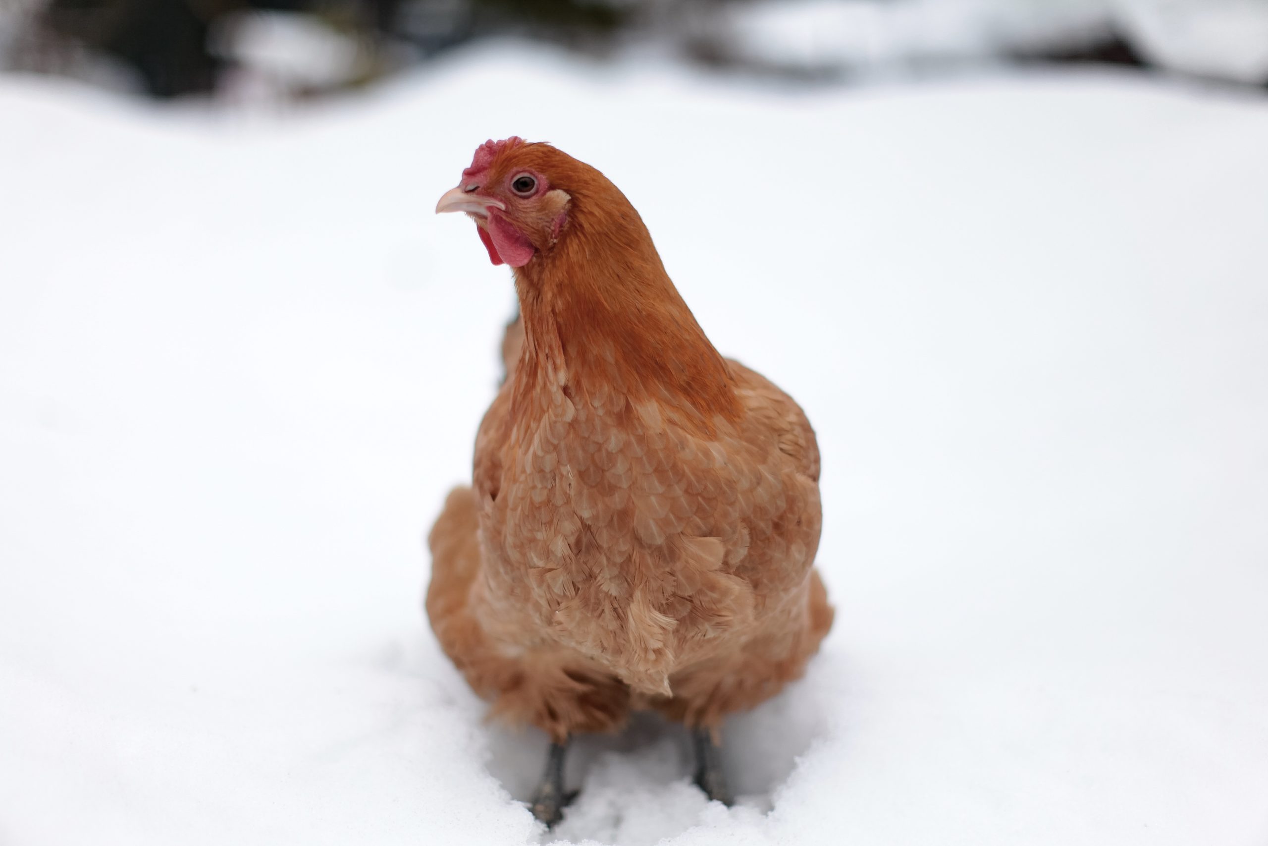 雪国で暮らす名古屋コーチン