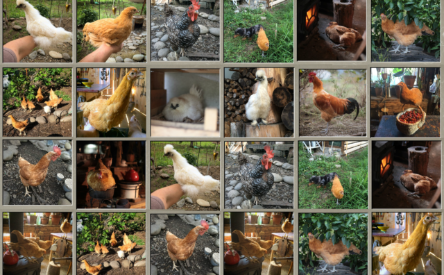 鶏人｜プロフィール