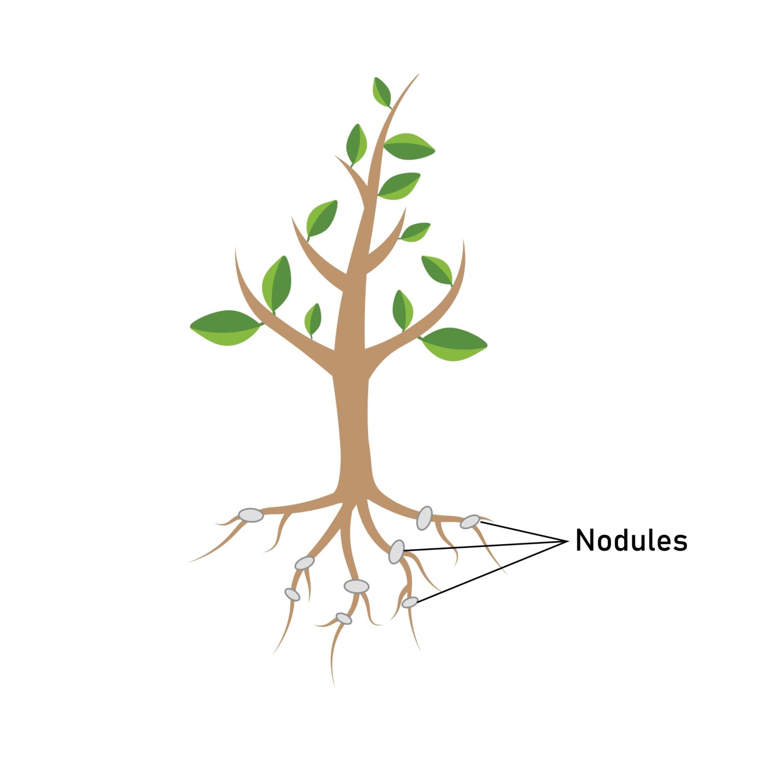 植物が利用できるアンモニアへと変換する働き:図解